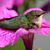 Elizabeth Whidden Baron's profile image