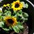Kaye Kimbley Brown's profile image