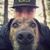Kyle Wheaton's profile image