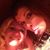 Angela Chionchio's profile image