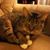 Becky H Flansburg's profile image