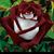 Rosanne Marino Bongiovanni's profile image