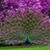 Pam Sanders Peacock's profile image