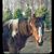 Tami Loeser's profile image