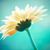 Amber Neugent's profile image