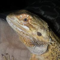 April Reynolds's profile image