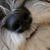 Guideon Richeson's profile image
