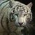Asad Satar's profile image