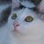 Mon Kee's profile image