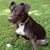 Denise Barile's profile image