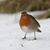 Robin Holmes Richardson's profile image