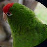 Arnon O.'s profile image