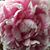 Kay Carey's profile image