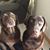 Megan Koranda Brushwood's profile image