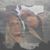 Chelsea Pegan's profile image