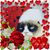 Teresa Catlett Smoot's profile image