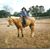 Renate S. Throneburg Higgins's profile image