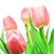 Paula Howse's profile image