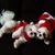 Mary Vang's profile image