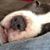 Nicole Russell's profile image