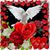 Yohana Flores's profile image