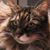 Chris Purcell's profile image