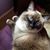 Suzie Harris Swaffield's profile image