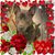 Lucia Mercogliano D'Errico's profile image