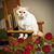 Dianne Doll's profile image