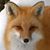 Florence Fox's profile image