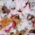 Carey Peterson Reetz's profile image