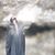 Ciss Warman's profile image