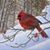 Jacquie Jobin Stewart's profile image