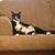 Wanda Weston's profile image