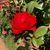 Susan Dayton Elliott's profile image