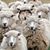 Dave Lamb's profile image