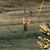 David Gordone's profile image