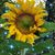 Nancy Melville Snyder's profile image