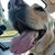 Allison Marie Inglis's profile image