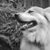 Amanda Ivans's profile image