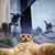 Tim Six's profile image