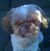 LaurelLee Roethel's profile image