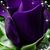 Karen Reddell's profile image