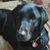 Sheila Benevento's profile image