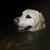 Lori Rodgers-Roll's profile image