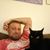 Jeff Whiteside's profile image