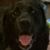 Judy Henry Phelps's profile image