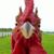 MrsDiane IR's profile image