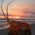 Kent Andersson's profile image