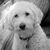 Teig Leppert's profile image